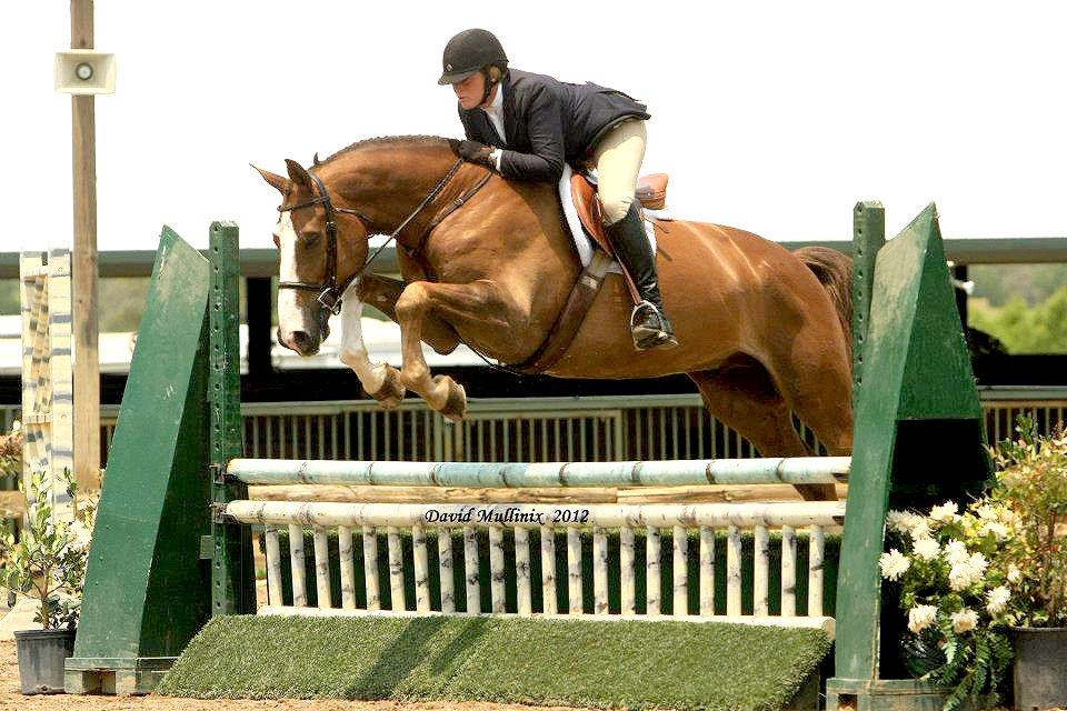 Casting Call European sporthorses for sale